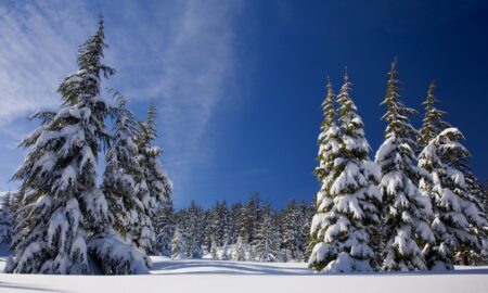 alt елки в снегу