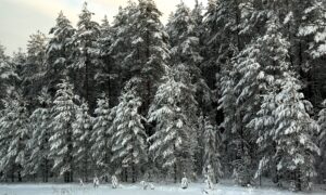 снежный лес