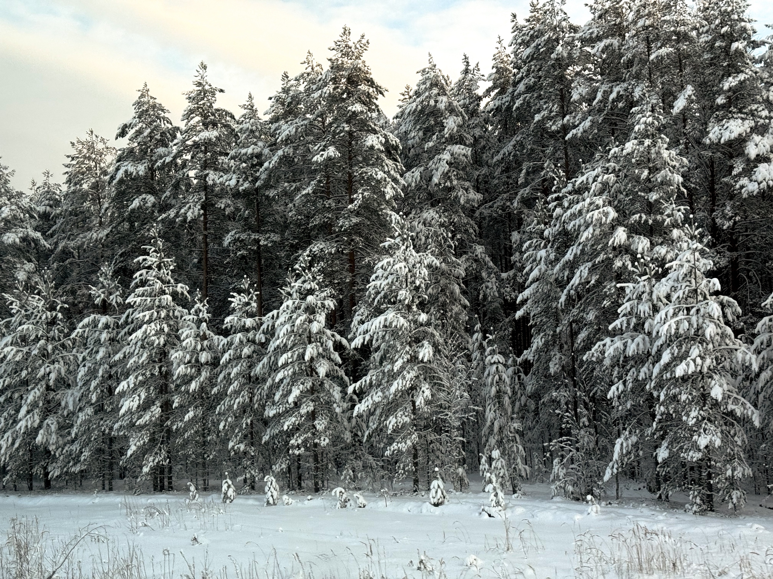 снежный лес