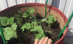 Огурцы в бочках