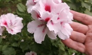 герань и пеларгония