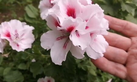 герань и пеларгония