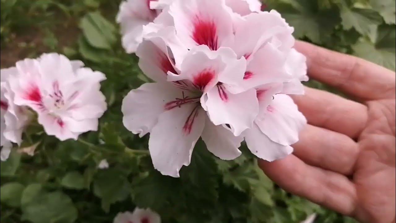 герань и пеларгония