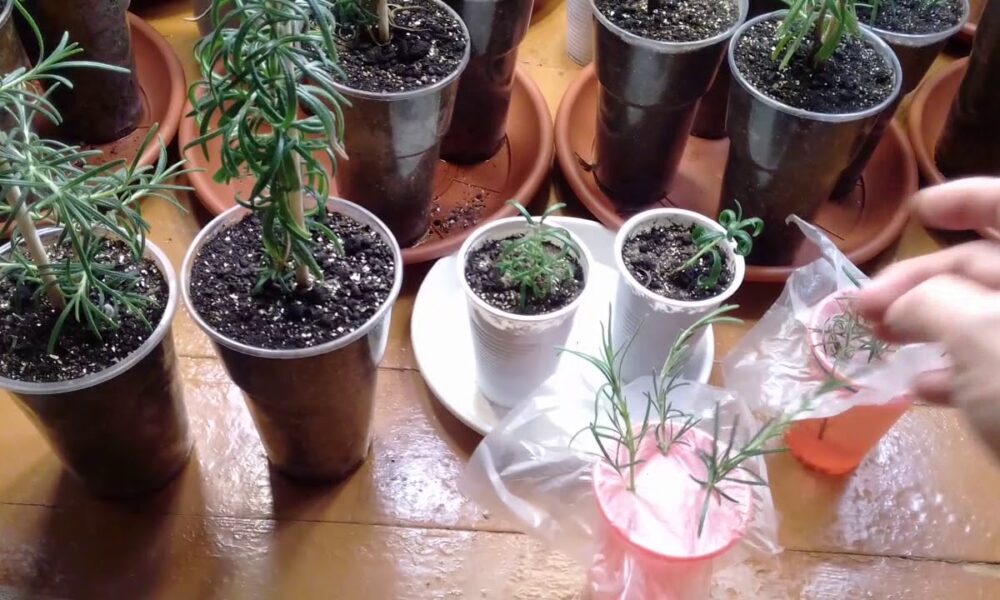 Выращивает розмарин на подоконнике