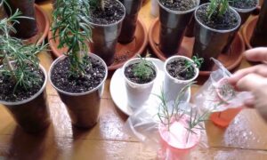 Выращивает розмарин на подоконнике