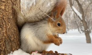 Белочка у дерева