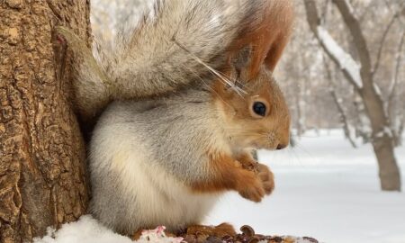 Белочка у дерева