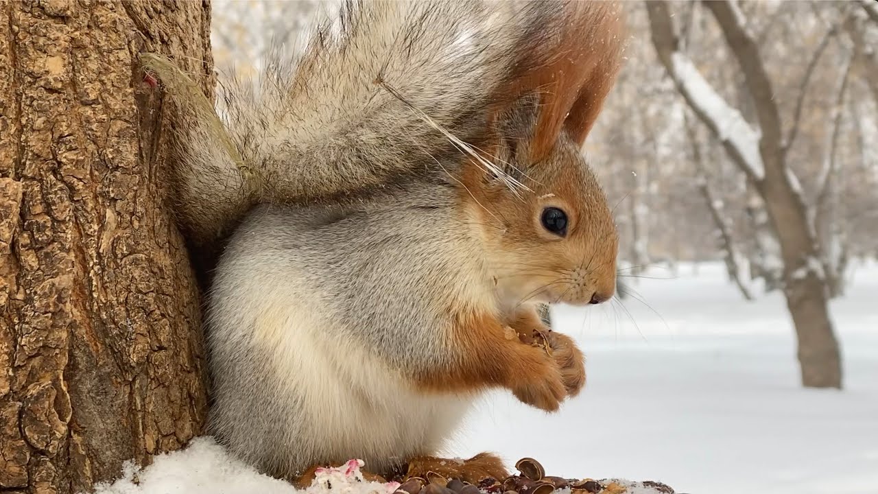 Белочка у дерева