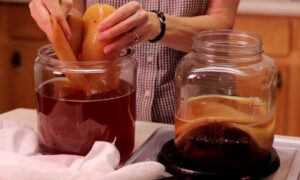 Готовит чайный гриб