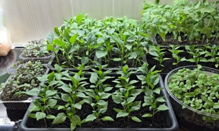 Рассада на подоконнике