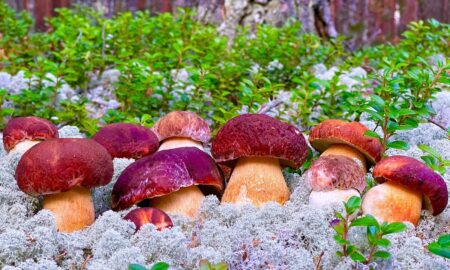 Грибы растут зимой