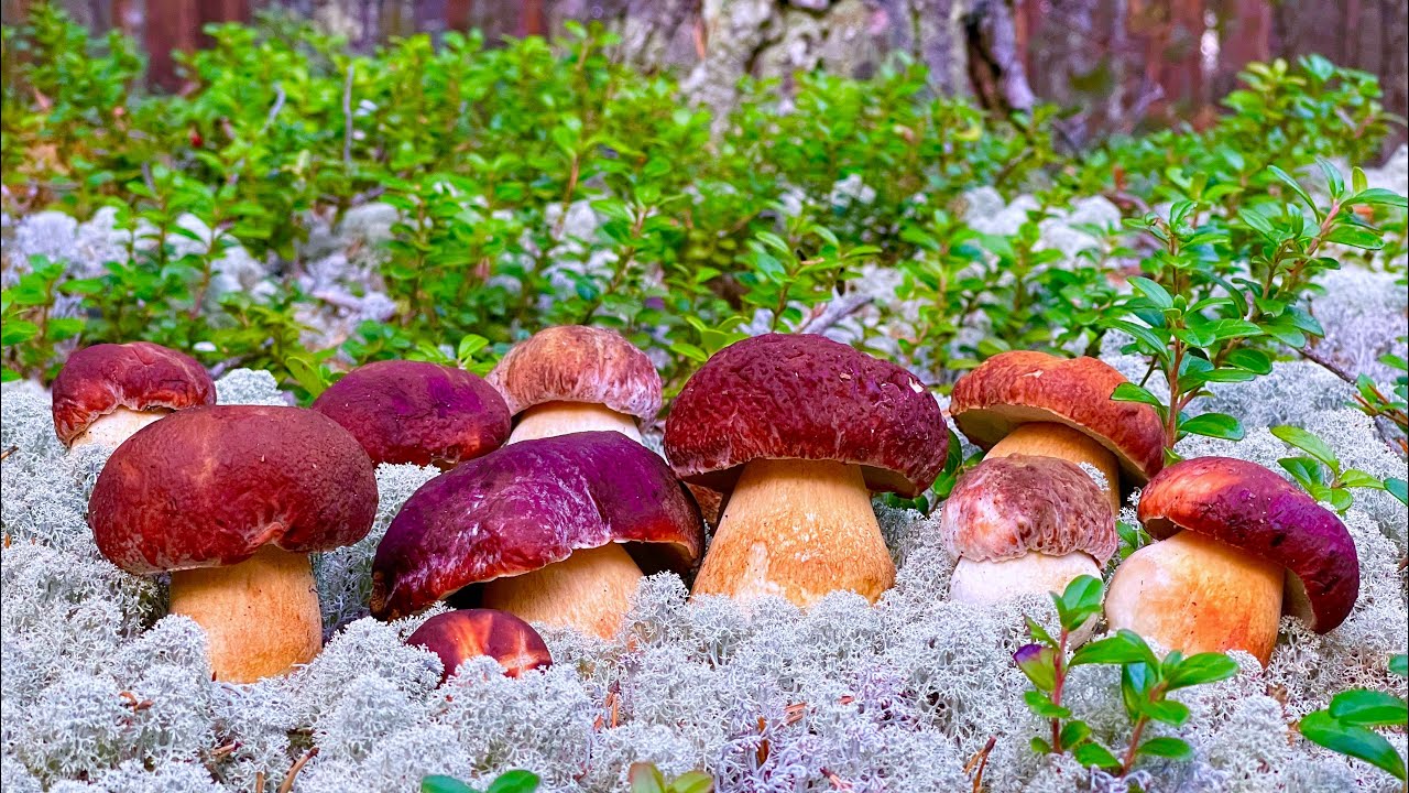 Грибы растут зимой