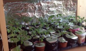 Фольга за рассадой