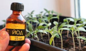 Йод и растение