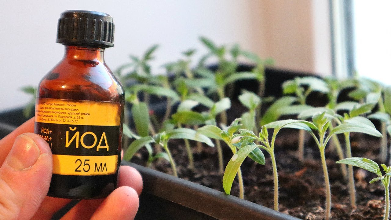 Йод и растение