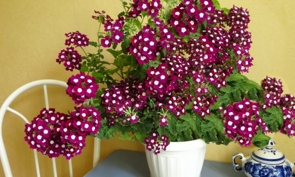 Цветок вербены