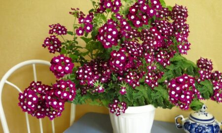 Цветок вербены