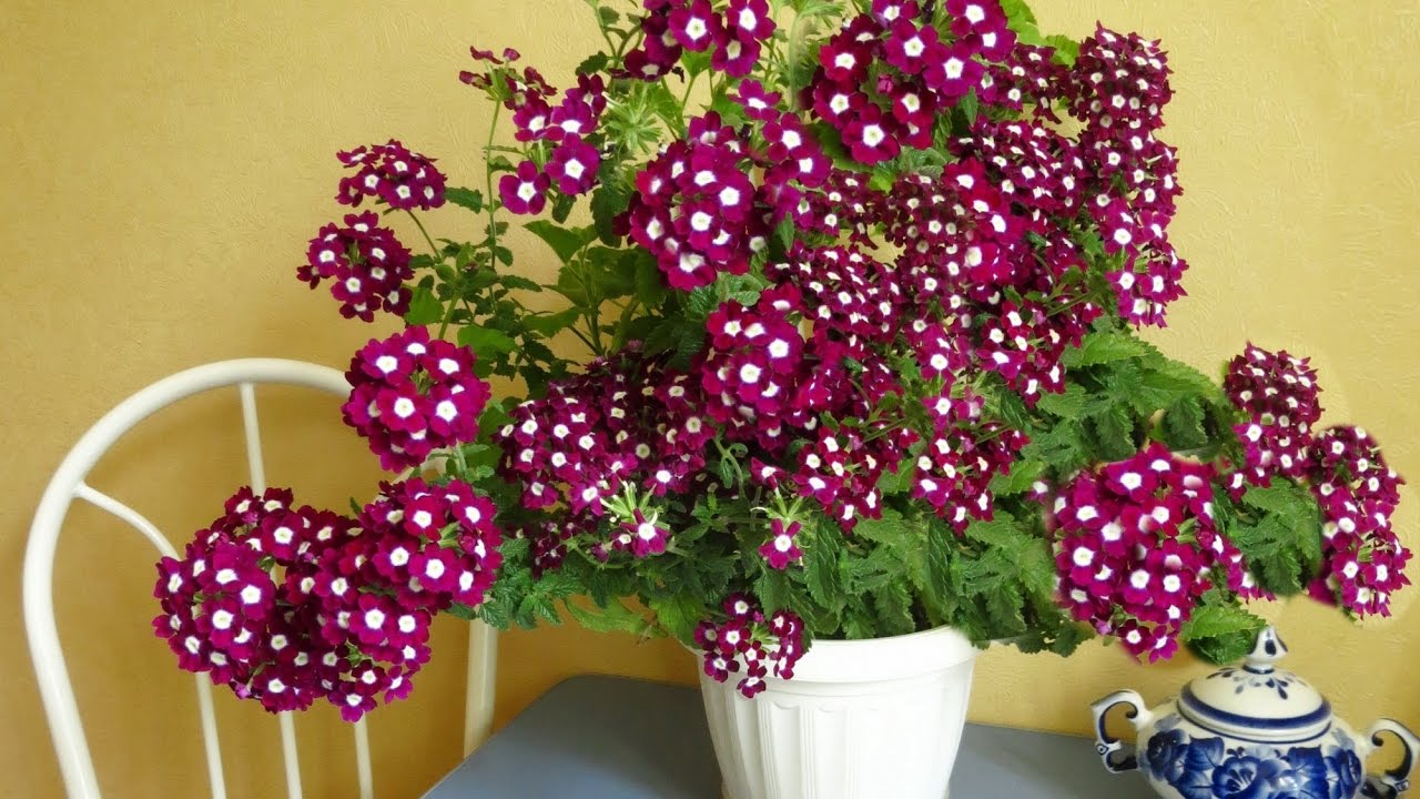 Цветок вербены