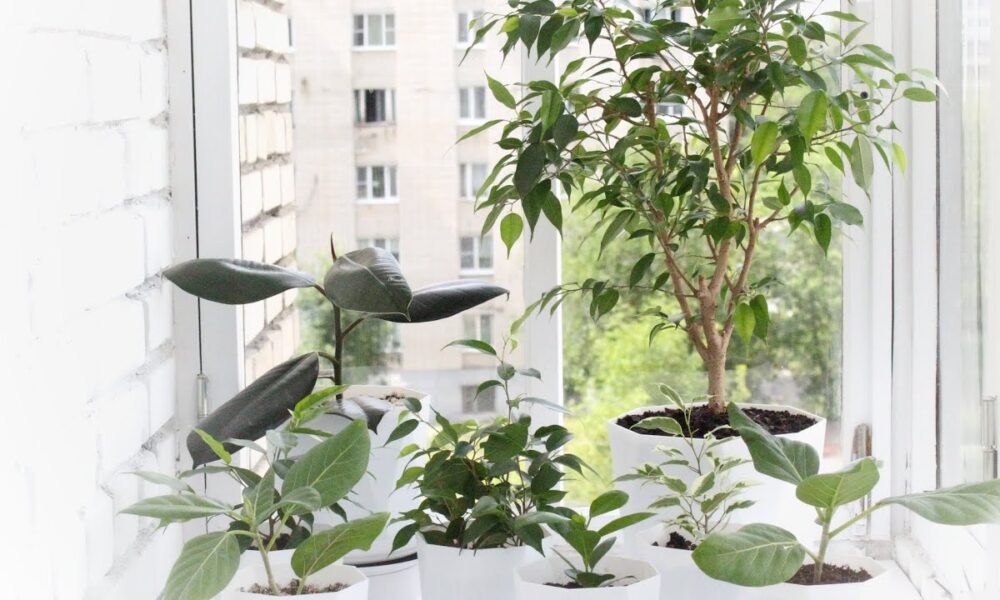 Фикус Бенджамина