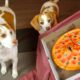 Собаки и пицца