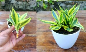 Посадка сансевиерии