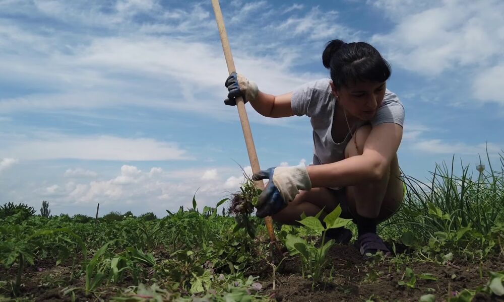 Прополка сорняков