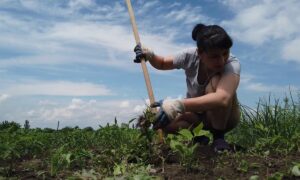 Прополка сорняков