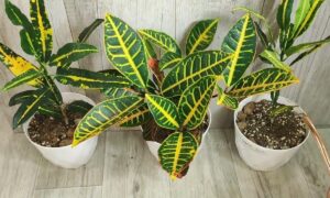 Домашние цветы