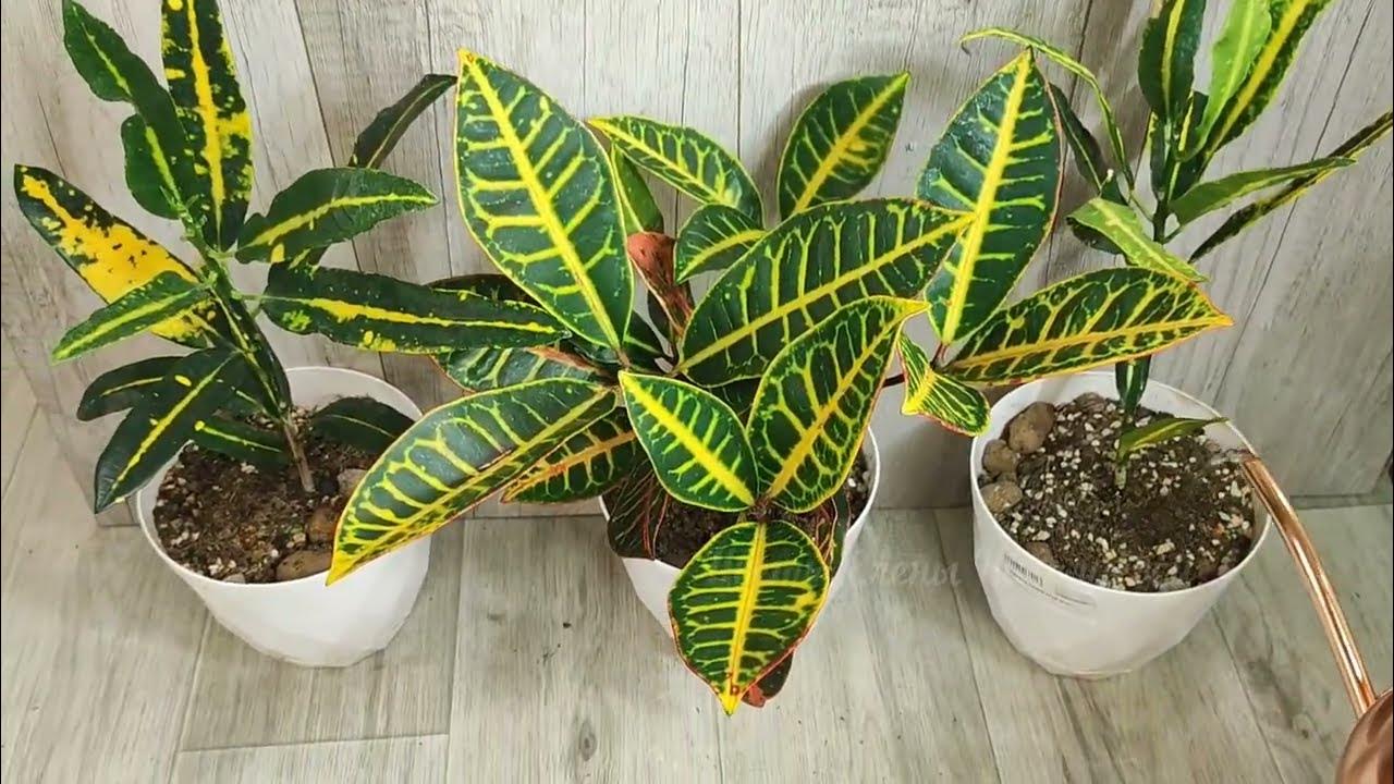 Домашние цветы