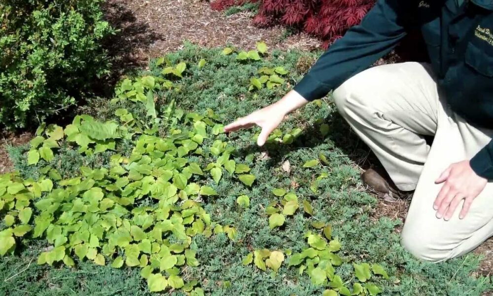 Садовод вырывает сорняки