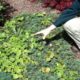 Садовод вырывает сорняки
