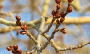 Почки на дереве