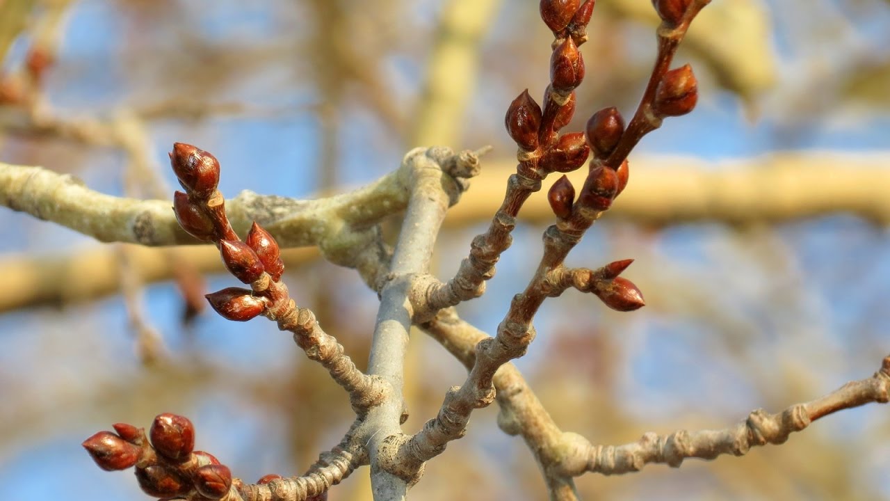 Почки на дереве