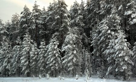 Заснеженные деревья в лесу