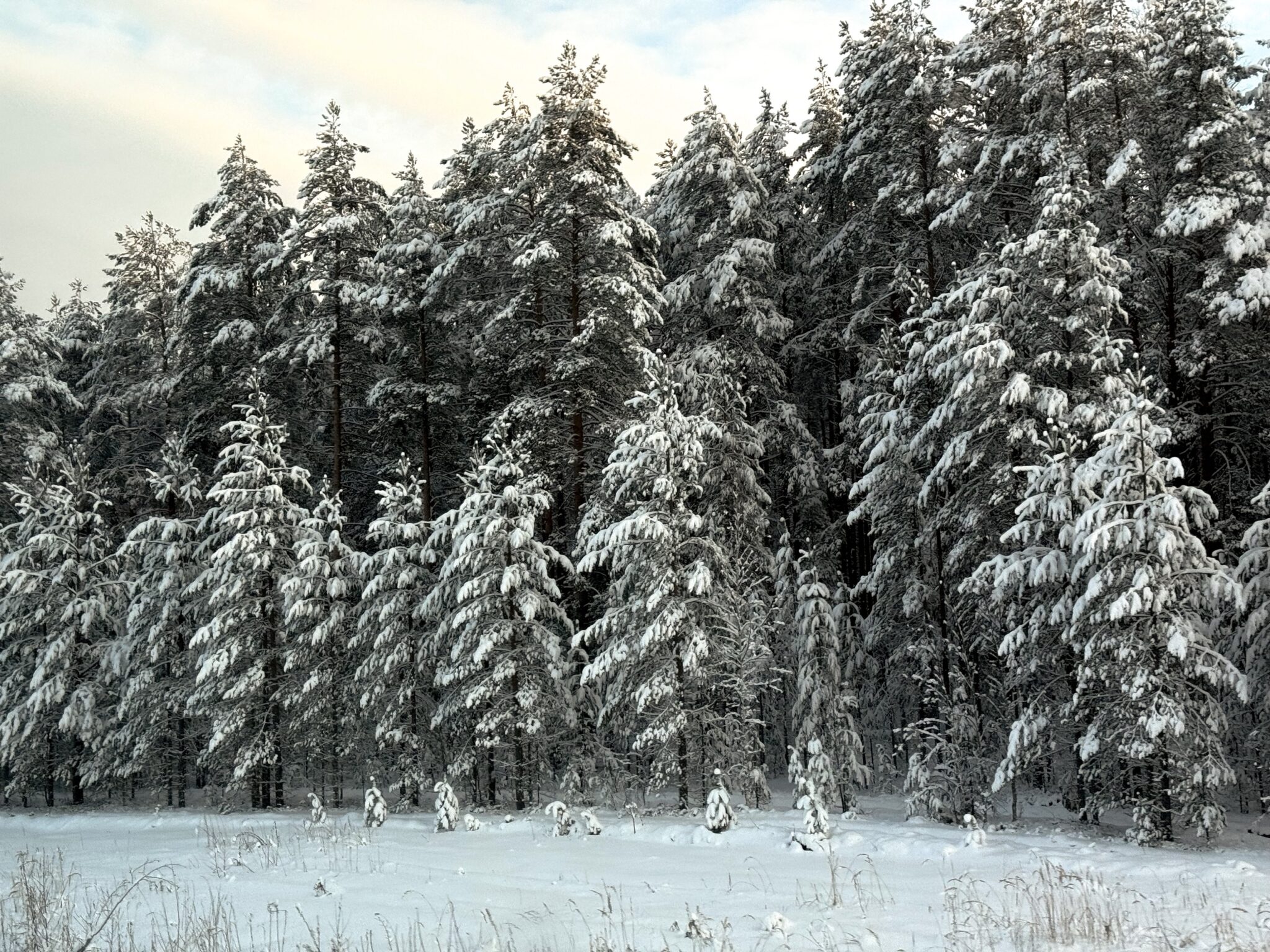 Заснеженные деревья в лесу