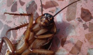 Таракан на полу