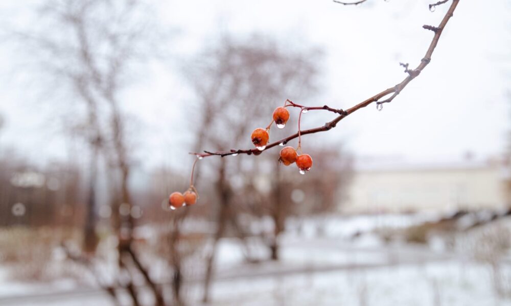 капли стекают с ягод