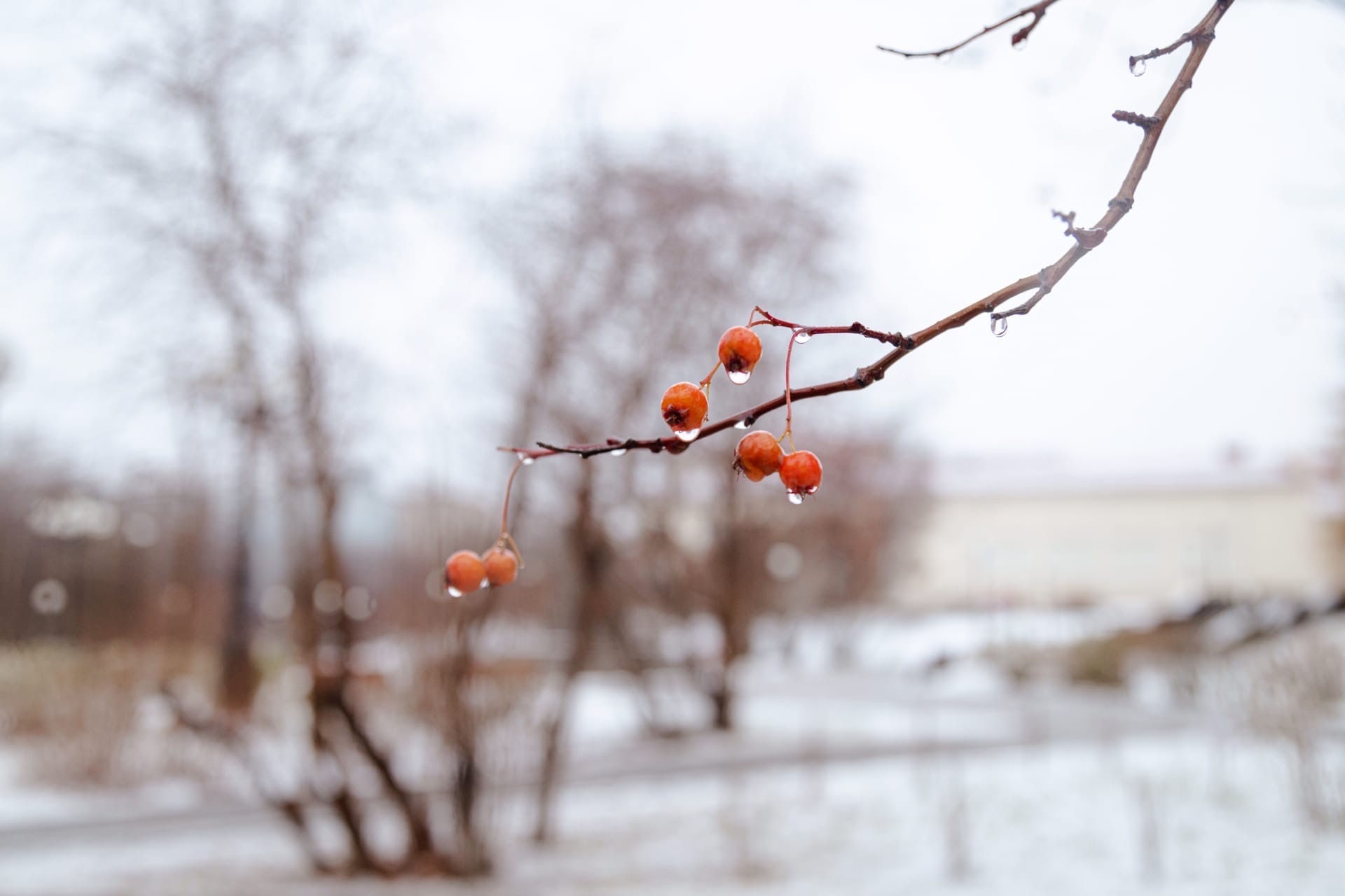 капли стекают с ягод