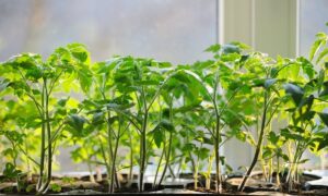 Рассада томатов. Рассада помидоров.