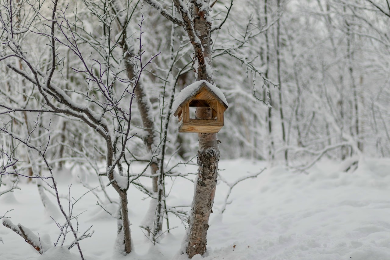 Зима, мороз
