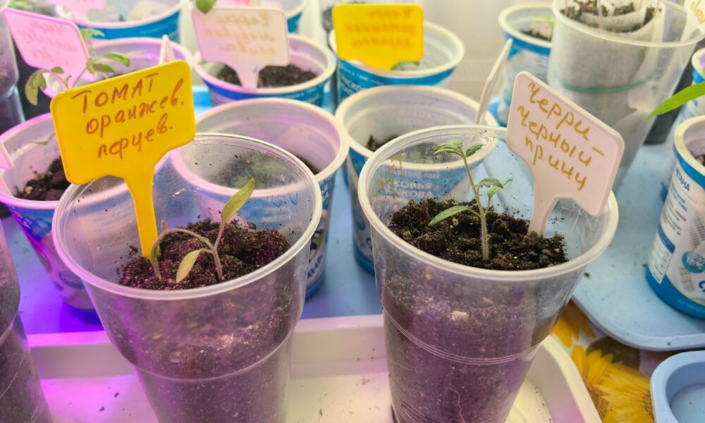 Рассада томатов