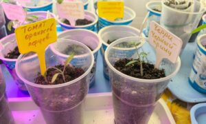 Рассада томатов