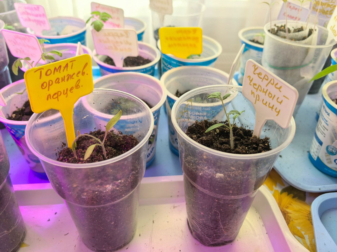 Рассада томатов