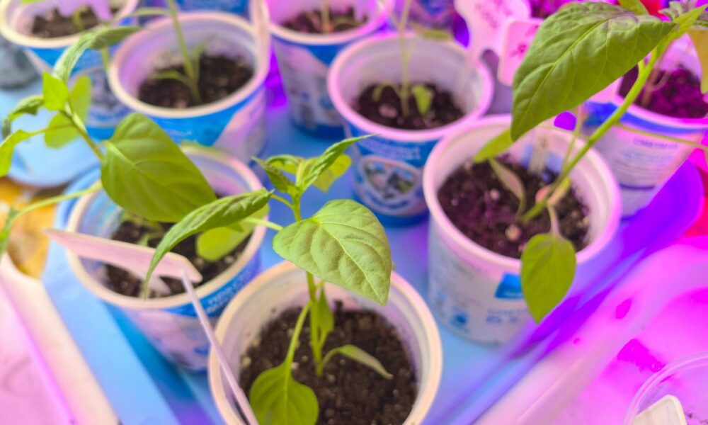 Рассада томатов