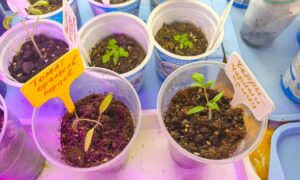 Рассада томатов