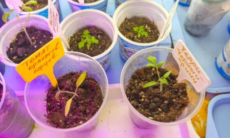 Рассада томатов