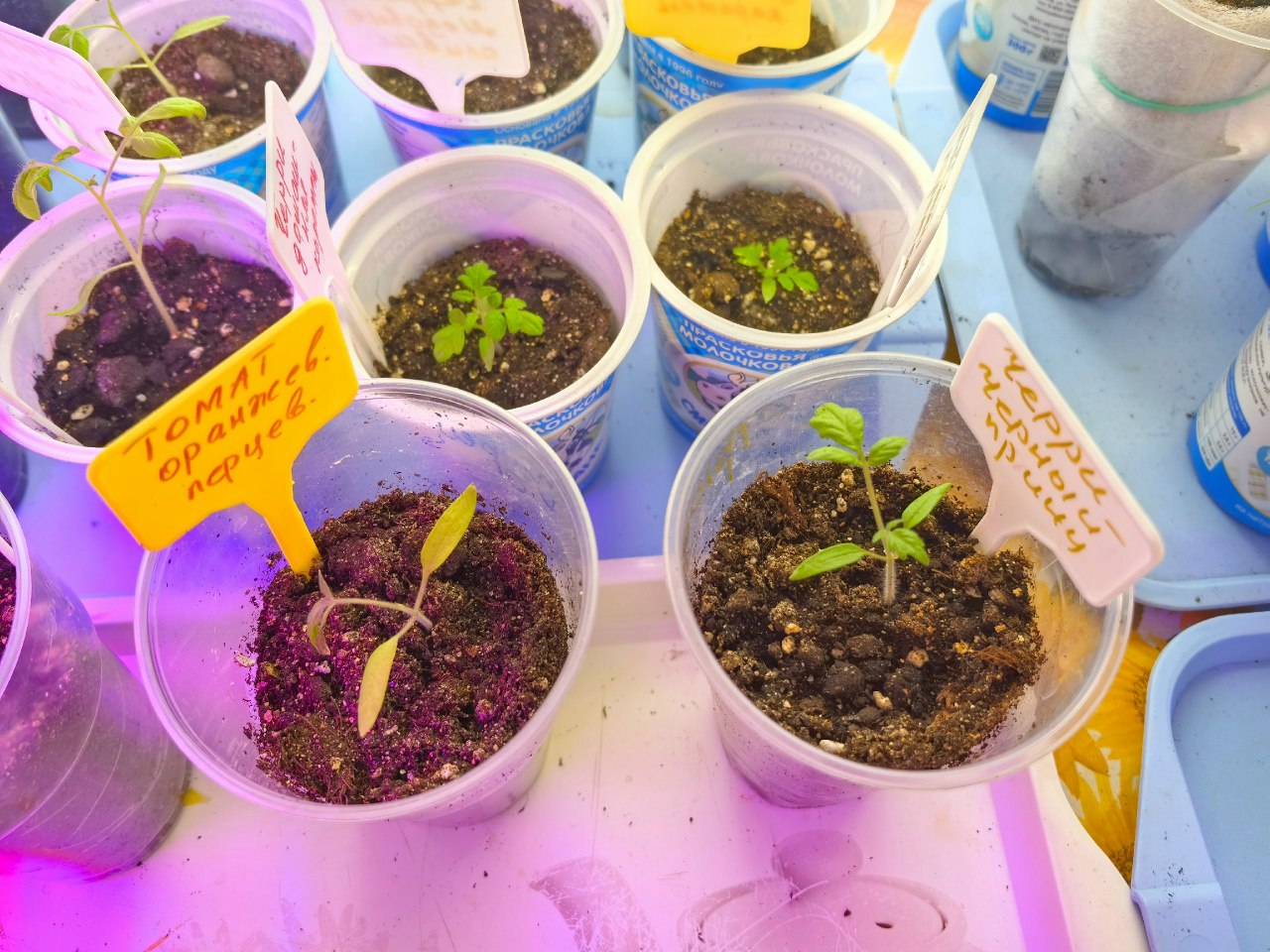 Рассада томатов