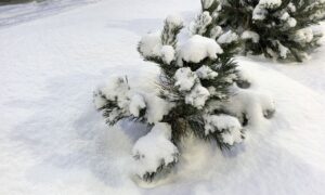 Зимой холодно