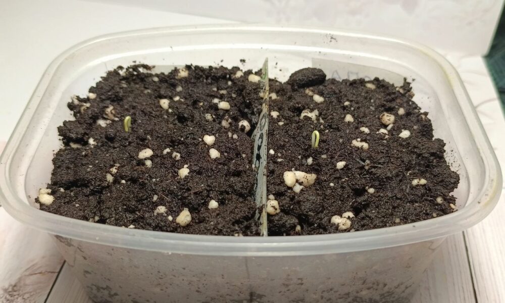 Рассада проклёвывается из грунта