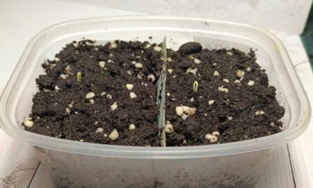 Рассада проклёвывается из грунта